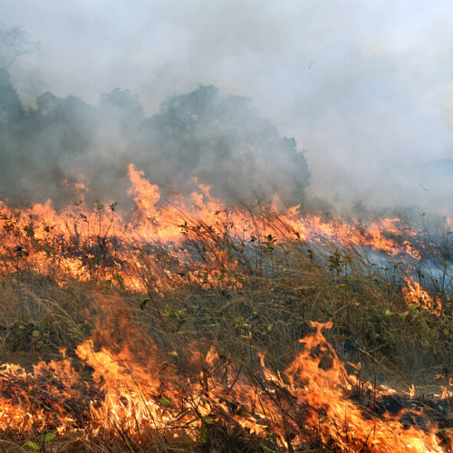 Incendii în județul Argeș: pompierii luptă cu flăcările