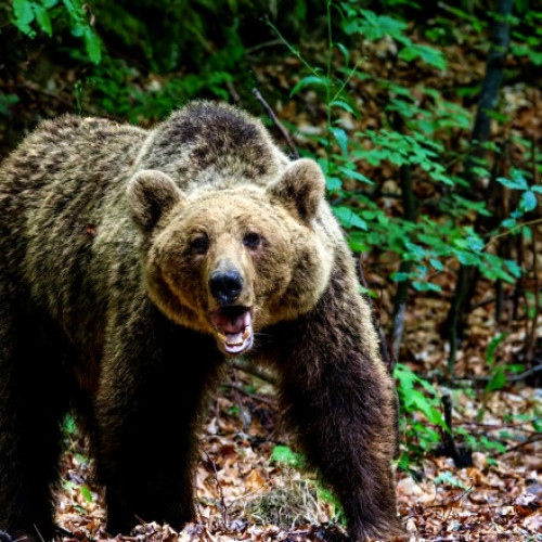 Tânără ucisă de urs sub privirile prietenului, în apropiere de Argeș