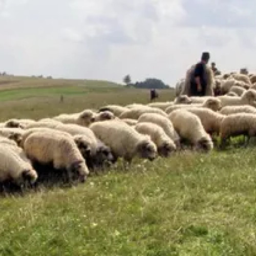 Tragedie la o stână din Argeș: un cioban a fost găsit spânzurat