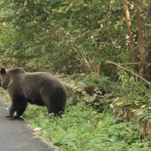 Măsuri drastice după atacul ursului în Bucegi: ce urmează să se întâmple cu animalele sălbatice