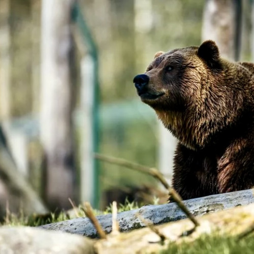 Câți urși vor fi împușcați în județul Argeș