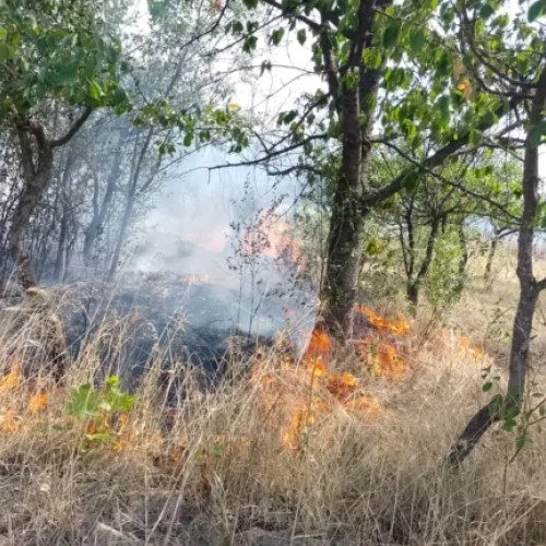 Incendii de vegetație amenință comuna Poiana Lacului