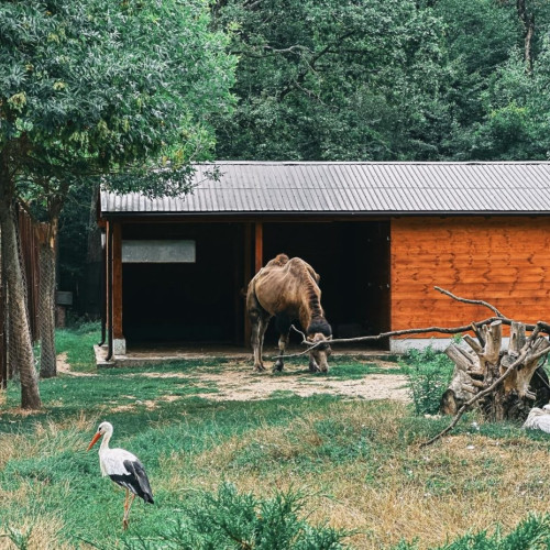 Surprize la Grădina Zoologică din Pitești pentru vizitatori