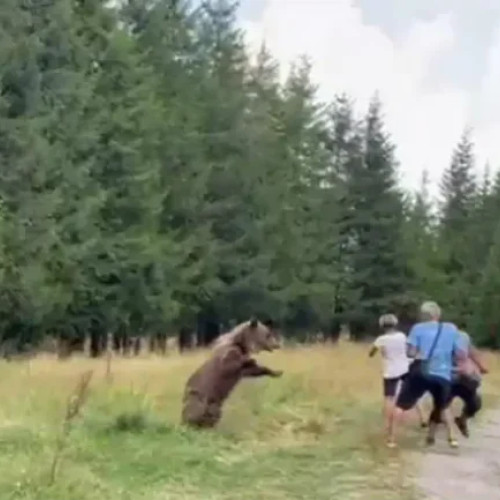 Incident șocant pe Transfăgărășan: turiști în pericol pentru un selfie cu urșii