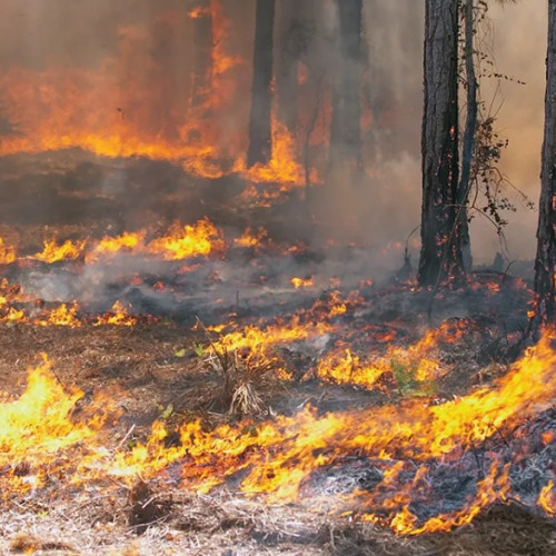 Foc într-o pădure din Argeș! Alte trei incendii au izbucnit în județ