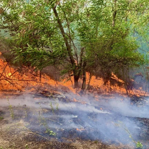 Incendii de vegetație în Argeș: Apel al pompierilor către cetățeni