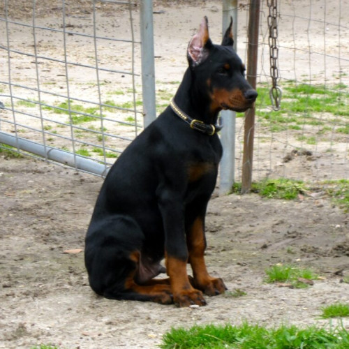 Incident grav în parc: O fetiță de 7 ani atacată de un doberman