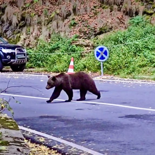 Incident pe Transfăgărășan: un turist, cu un copil în brațe, s-a apropiat de un urs