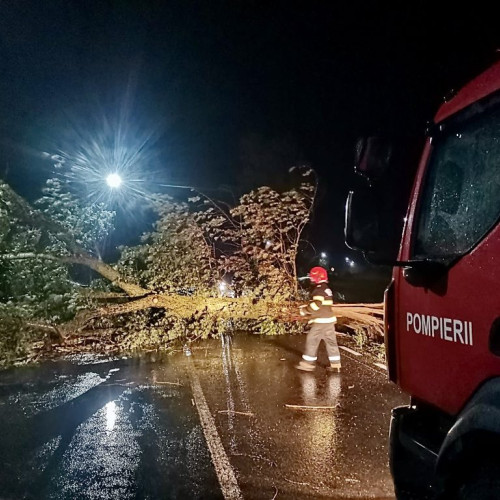 Copac căzut pe carosabil în Argeș, pe DN 73