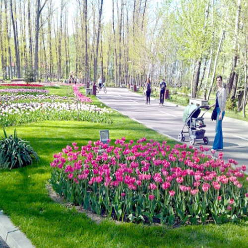 Plantare de bulbi de lalele în Parcul &quot;Lunca Argesului&quot; din Pitești pentru primăvara 2025