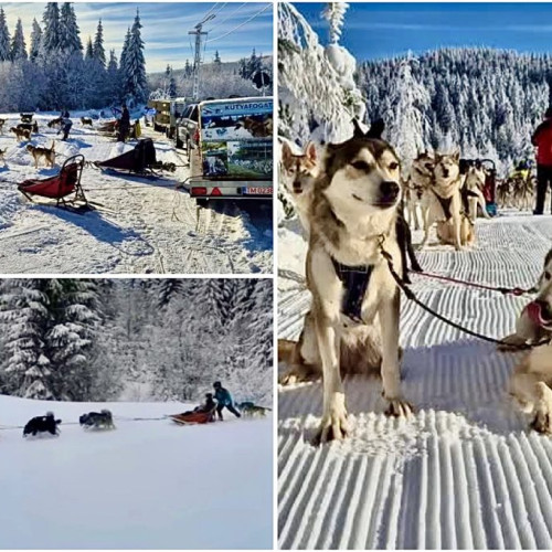 Locul de vis din România care rivalizează Laponia: plimbări cu sania trasă de Husky