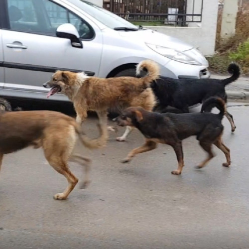 Femeie din Argeș atacată de câini! Stare gravă la spital!