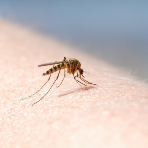 Patru cazuri de infecţie cu virusul West Nile au fost înregistrate în această vară în România
