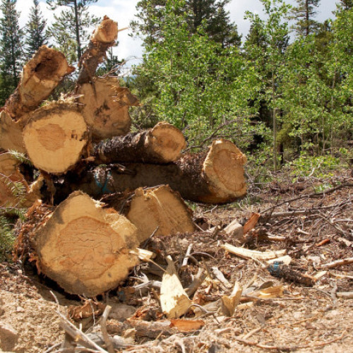 Patru pădurari condamnaţi pentru furt de lemne, concediaţi de la Romsilva