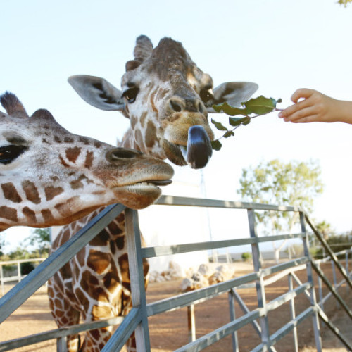 Animalele din grădinile zoologice reacționează diferit la prezența vizitatorilor