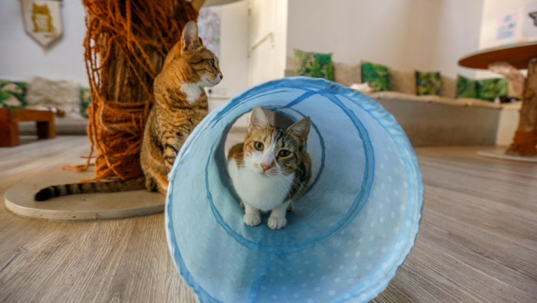 Cartele de metrou din București promovează adopția animalelor cu imagini și mesaje
