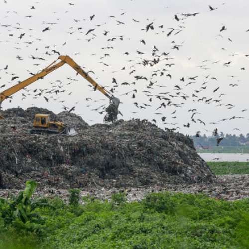 Peste jumătate dintre speciile de păsări sunt în declin din cauza pierderii habitatelor