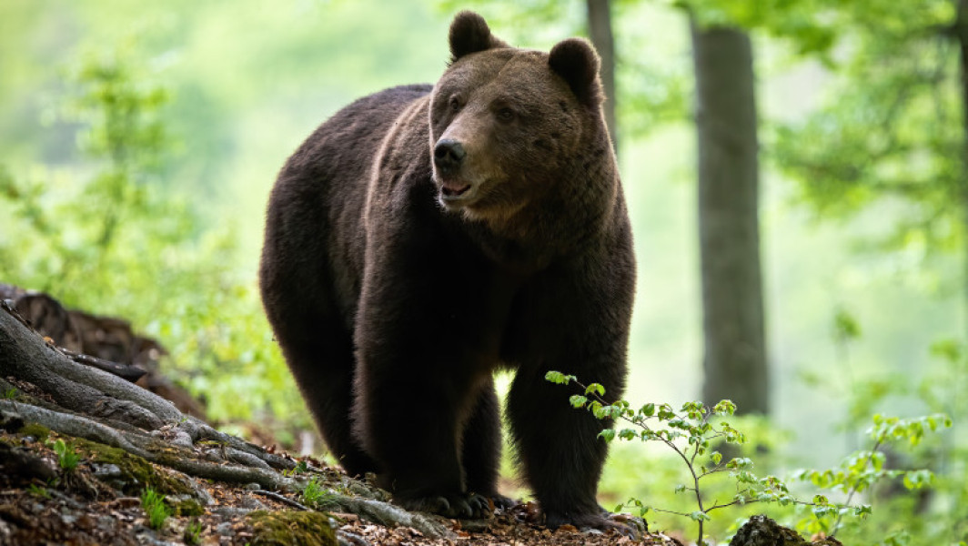 Bărbat de 88 de ani găsit mort pe un deal din Bicaz-Chei cu urme de urs pe picioare