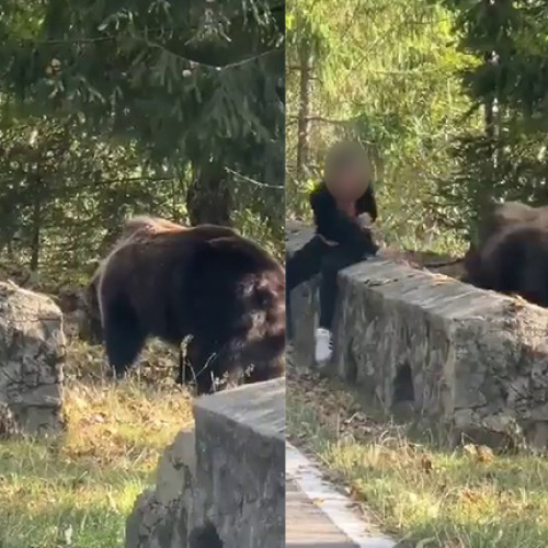 Barbat aproape tragic dupa hrănirea ursilor pe Transfăgărășan!