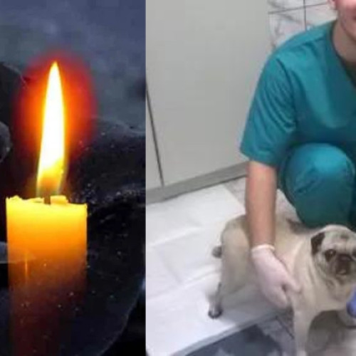 Tânărul asistent veterinar de 32 de ani și-a pierdut viața în circumstanțe neașteptate! Medicii au stabilit cauza morții după autopsie