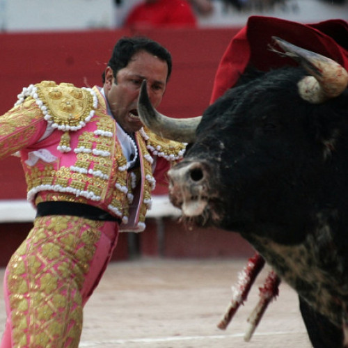 Columbia interzice luptele cu tauri, o victorie pentru activiștii pentru drepturile animalelor