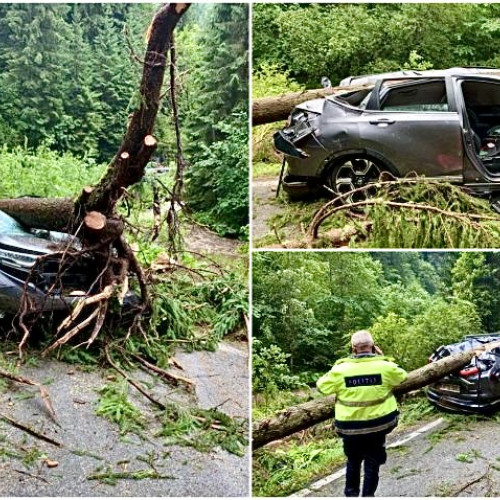 Copac căzut peste o mașină în mers, în Argeș